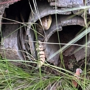 Tiliqua scincoides scincoides at Mittagong, NSW - suppressed