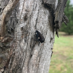 Eurymela distincta (Gumtree leafhopper) at Carwoola, NSW by AmyT