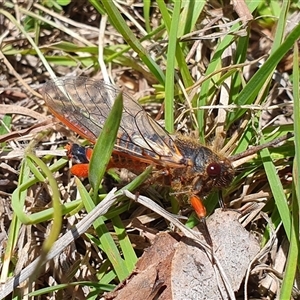 Yoyetta abdominalis at Rendezvous Creek, ACT - 5 Dec 2024