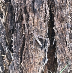 Acrididae sp. (family) (Unidentified Grasshopper) at Carwoola, NSW - 7 Dec 2024 by AmyT