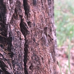 Acrididae sp. (family) at Carwoola, NSW - suppressed