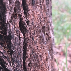 Acrididae sp. (family) at Carwoola, NSW - suppressed