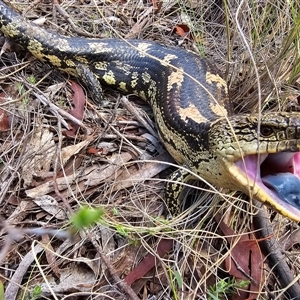 Tiliqua nigrolutea at Captains Flat, NSW - 7 Dec 2024