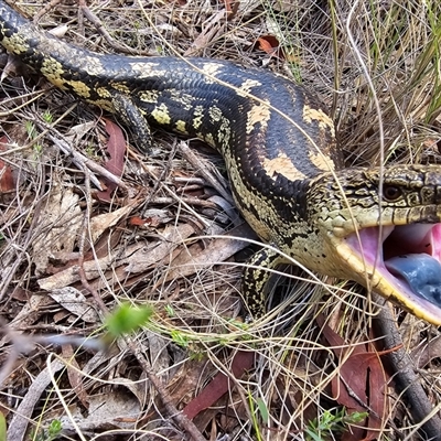 Tiliqua nigrolutea (Blotched Blue-tongue) at Captains Flat, NSW - 7 Dec 2024 by Csteele4