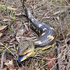 Tiliqua nigrolutea at Captains Flat, NSW - 7 Dec 2024