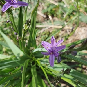 Caesia calliantha (Blue Grass-lily) at Rendezvous Creek, ACT by jmcleod