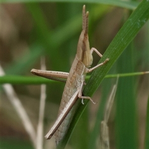 Unidentified Grasshopper, Cricket or Katydid (Orthoptera) at Murrumbateman, NSW by amiessmacro