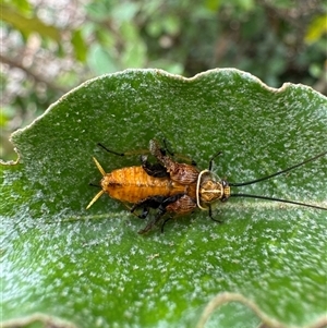 Ellipsidion humerale at Mittagong, NSW by Span102