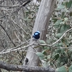 Malurus cyaneus (Superb Fairywren) at Rendezvous Creek, ACT by jmcleod