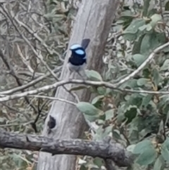 Malurus cyaneus at Rendezvous Creek, ACT - 5 Dec 2024 03:50 PM