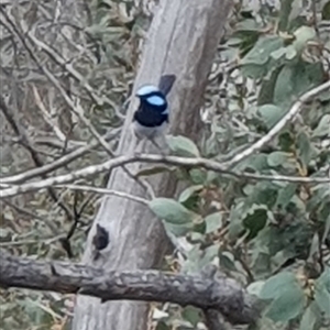 Malurus cyaneus at Rendezvous Creek, ACT - 5 Dec 2024 03:50 PM