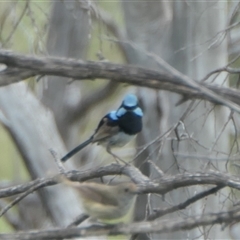 Malurus cyaneus at Rendezvous Creek, ACT - 5 Dec 2024