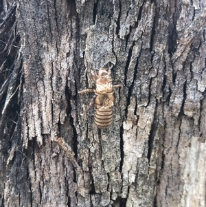 Cicadettini sp. (tribe) (Cicada) at Carwoola, NSW by AmyT