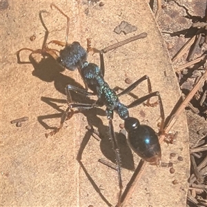 Myrmecia tarsata at Mystery Bay, NSW - 7 Dec 2024 02:14 PM