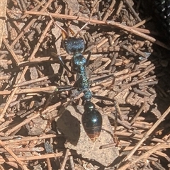 Myrmecia tarsata at Mystery Bay, NSW - 7 Dec 2024 02:14 PM