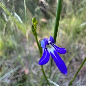 Lobelia dentata at Mittagong, NSW by Span102