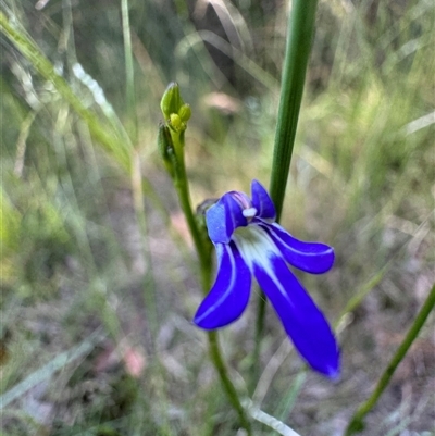 Lobelia dentata at Mittagong, NSW - 4 Dec 2024 by Span102