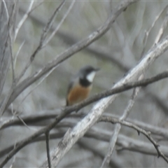 Pachycephala rufiventris (Rufous Whistler) at Rendezvous Creek, ACT - 5 Dec 2024 by jmcleod