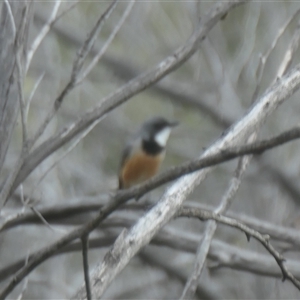 Pachycephala rufiventris at Rendezvous Creek, ACT - 5 Dec 2024