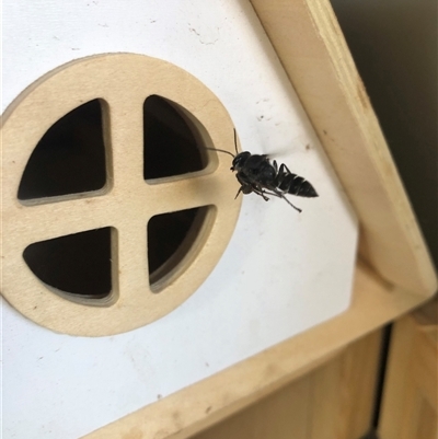 Pison sp. (genus) (Black mud-dauber wasp) at Carwoola, NSW - 7 Dec 2024 by AmyT