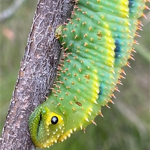 Coequosa triangularis at Bonny Hills, NSW - suppressed