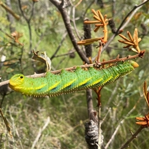 Coequosa triangularis at Bonny Hills, NSW - 7 Dec 2024