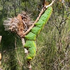 Coequosa triangularis at Bonny Hills, NSW - suppressed