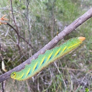 Coequosa triangularis at Bonny Hills, NSW - suppressed