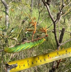 Coequosa triangularis at Bonny Hills, NSW - 7 Dec 2024