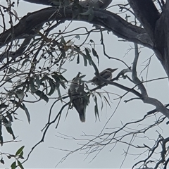 Dacelo novaeguineae (Laughing Kookaburra) at Rendezvous Creek, ACT - 5 Dec 2024 by jmcleod