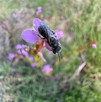 Tetragonula carbonaria at Mittagong, NSW - 4 Dec 2024 by Span102