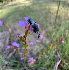 Lasioglossum (Chilalictus) lanarium at Mittagong, NSW - suppressed