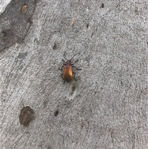 Ecnolagria grandis (Honeybrown beetle) at Carwoola, NSW by AmyT