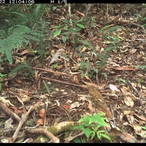 Zoothera heinei (Russet-tailed Thrush) at Lorne, NSW by Butlinz