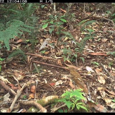 Zoothera heinei (Russet-tailed Thrush) at Lorne, NSW - 22 Nov 2024 by Butlinz