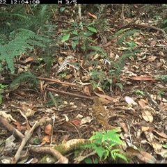 Zoothera heinei at Lorne, NSW - 22 Nov 2024