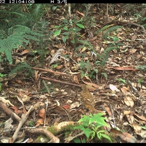 Zoothera heinei at Lorne, NSW - 22 Nov 2024 12:04 PM