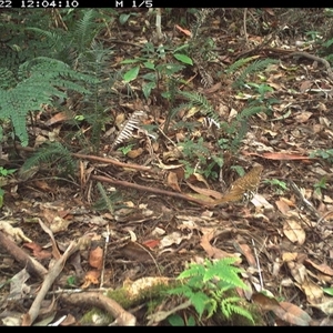 Zoothera heinei at Lorne, NSW - 22 Nov 2024 12:04 PM