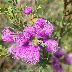 Melaleuca thymifolia (Thyme Honey-myrtle) at Bonny Hills, NSW - 7 Dec 2024 by pls047