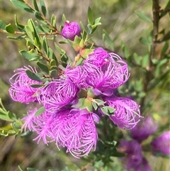 Melaleuca thymifolia at Bonny Hills, NSW - suppressed