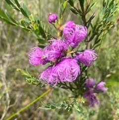 Melaleuca thymifolia at Bonny Hills, NSW - suppressed