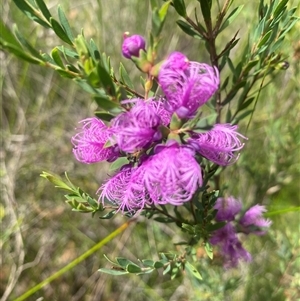 Melaleuca thymifolia at Bonny Hills, NSW - suppressed