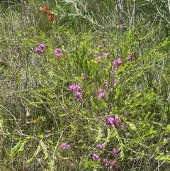 Melaleuca thymifolia at Bonny Hills, NSW - suppressed
