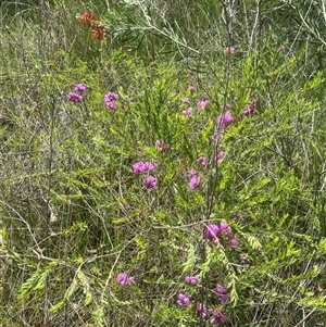 Melaleuca thymifolia at Bonny Hills, NSW - suppressed