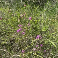 Melaleuca thymifolia at Bonny Hills, NSW - suppressed