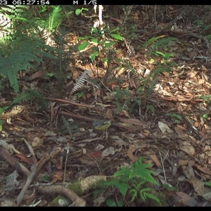 Eopsaltria australis at Lorne, NSW - 23 Nov 2024 06:27 AM