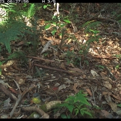 Eopsaltria australis at Lorne, NSW - 23 Nov 2024 06:27 AM