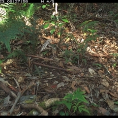 Eopsaltria australis at Lorne, NSW - 23 Nov 2024 06:27 AM