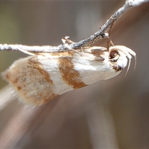 Oecophoridae (family) at Hall, ACT by Anna123