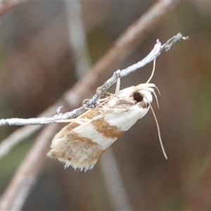 Chezala brachypepla at Hall, ACT - 7 Dec 2024 11:53 AM